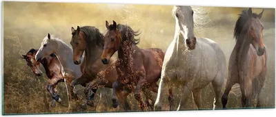 Produktbild von Bilder auf glas - Pferd Tier Natur - 140x50cm - Glasbilder - Wandbilder - Kunstdruck - zum Aufhängen bereit - Wanddekoration aus Glas - Glas Bilder - Wandbild auf Glas - Einteilig - GAB140x50-3640
