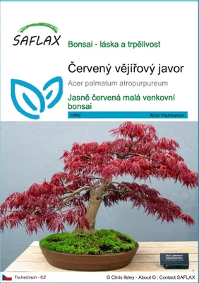 Obrázek produktu pro SAFLAX - Červený vějířový javor - Acer palmatum atropurpureum - 20 Semena