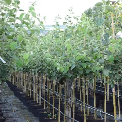 Produktbild von Riesenquitte von Leskovac Halbstamm selbstfruchtbar 150-170 cm im 10 Liter Topf Unterlage Quitte A