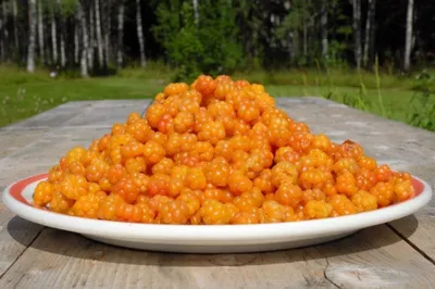 A plate of cloudberries sits on a wooden table outdoors, with trees in the background.