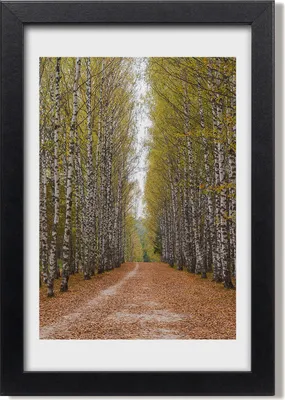 Produktbild von Bild 20x30 MDF-Rahmen, Wandkunst Birkenwald