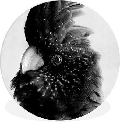 Produktbild von MuchoWow® Rundes Wandbild - Runde Bilder Nahaufnahme eines Kakadus vor einem grauen Hintergrund - schwarz und weiß Ø 60 cm Kreis Wanddekoration Kunststoff - Wandkreis - Wandschmuck - Wand Kreis - Das Schlafzimmer - Die Bilder - Wandmalerei - Kunst für das Haus - das Plastik
