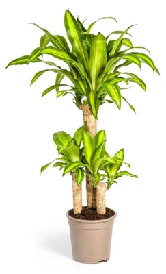 Produktbild von Dracaena fragrans massangeana – 21-cm-Topf – Höhe ca. 90–110 cm