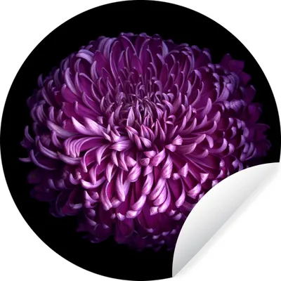 Produktbild von MuchoWow® Runde Wandtattoo - Wandsticker Tapete Aufkleber Die Blätter einer lila Blume auf schwarzem Hintergrund Ø 80 cm Selbstklebend und Repositionierbar - Wandaufkleber - Kreis - Mauerkreis - Wand Bilder - Wandsticker - Wohnzimmer Dekoration - Dekoration für die Wände - Aluminium - Babyzimmer