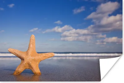 Produktbild von MuchoWow® Poster Seestern - Orange - Sand 60x40 cm - Schlafzimmerdekoration