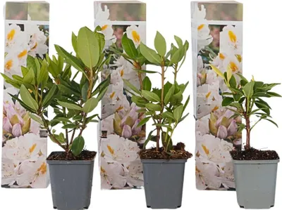 Image de Buisson à fleurs - Set de 3 - Rhododendron 'Cunningham' - H25-40cm - ⌀9cm