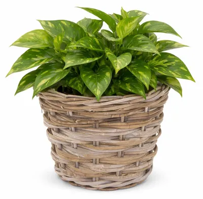 Produktbild von Mega Collections Pflanzenkorb Koudum - Rattan - D39 x H31 cm - hellbraun/grau