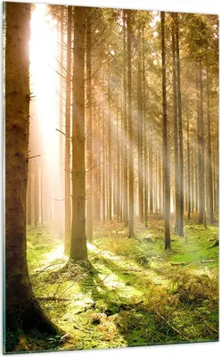 Produktbild von Bilder auf glas - Einteilig - Bäume Sonne Natur - 70x100cm - Glasbilder - Wandbilder - Bilder - zum Aufhängen bereit - Wanddekoration aus Glas - Glas Bilder - Wandbild auf Glas - GPA70x100-0156