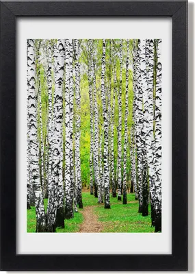 Produktbild von Bild 20x30 MDF-Rahmen, Wandkunst Birkenwald