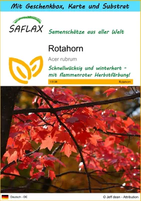 Produktbild von SAFLAX - Geschenk Set - Rotahorn - 20 Samen - Mit Geschenk- / Versandbox, Versandaufkleber, Geschenkkarte und Anzuchtsubstrat - Acer rubrum