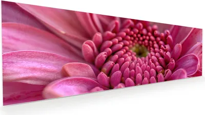 Produktbild von Glasbild 120x40cm in XXL für Wohnzimmer, Schlafzimmer Motiv Nahaufnahme Blume