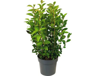 Obrázek produktu pro Ptačí zob vejčitolistý FloraSelf Ligustrum ovalifolium výška 60-70 cm květináč 3 l poloopadavý