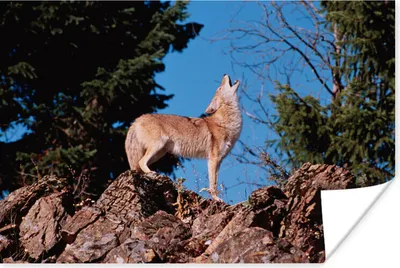 Produktbild von MuchoWow® Poster Wolf - Stein - Braun 120x80 cm - Bilder