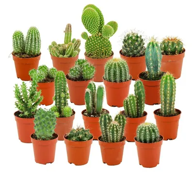 Produktbild von Zynesflora Mini Kakteen im Set - 18 Stück im 5.5 cm Pflanzentopf - Kleiner Kaktus Zimmerpflanze Sammlung - Höhe: 5-10 cm