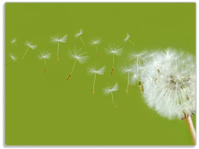 Produktbild von Wallario Glasunterlage, Schneidebrett aus Glas, Größe 30 x 40 cm, Motiv Pusteblume auf der Wiese mit fliegenden Samen