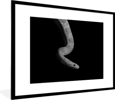 Produktbild von MuchoWow® Gerahmtes Poster Tiere - Schlange - Schwarz - Weiß - Porträt 80x60 cm - Poster mit Schwarzem Bilderrahmen Wandposter Rahmen Foto Bilder - Schlafzimmer-Dekorationen - Fotoposter