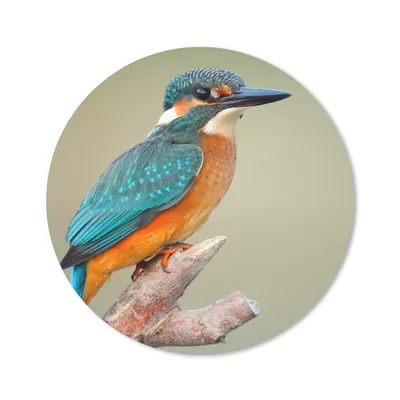 Produktbild von MuchoWow® Mauspad Mousepad Vogel - Eisvogel - Zweig 40x40 cm - Mousepads - Maus Mat - Pad - Mausunterlage - Schreibtisch Accessoires