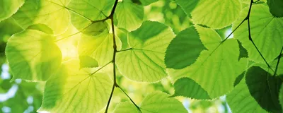 Produktbild von Fototapete - Green Leaves 375x150cm - Vliestapete