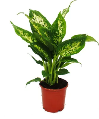 Produktbild von Exotenherz Dieffenbachie "Compacta" 1 Pflanze pflegeleichte Zimmerpflanze luftreinigend- 12cm Topf