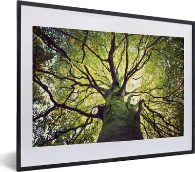 Produktbild von MuchoWow® MuchoWow® Gerahmtes Poster Äste eines alten Baumes 40x30 cm - Poster mit zchwarzem Bilderrahmen - Bilderrahmen - Poster im Rahmen