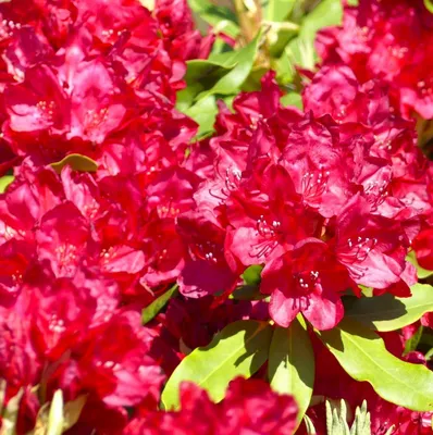 Immagine prodotto di INKARHO Rododendro ibrido a fiore grande Hachmann's Feuerschein ® 30 - 40 cm
