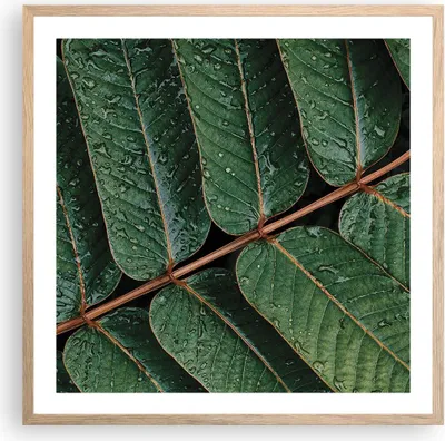 Produktbild von Gerahmtes Poster - Rahmen in heller Eiche - Tropfen Wasser Blätter - 60x60 cm - Wand Bild - Wanddeko - Wandbilder - Wandposter - Bilderrahmen - Bilder - Kunstdruck - Wandbild - P2NAC60x60-4328