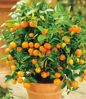 Produktbild von BALDUR Garten 1x Orangen-Bäumchen, Pflanze im 12 cm-Topf, Citrus microcarpa Calamondin, essbare Früchte, Zitruspflanze, mehrjährig - frostfrei halten, Wasserbedarf gering