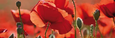 Produktbild von Mohnblumen Kunstdruck Bild - Rote Mohnblumen, Blüten Und Knospen (53 x 158 cm)