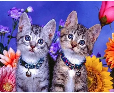 Productafbeelding van Diamantmozaïek: Twee katten met een halsband met belletje, 30x40 cm, creatief ontwerp