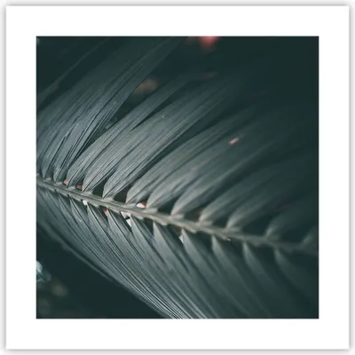 Produktbild von Poster - Poster ohne Rahmen - Blatt Palme exotisch - 40x40 cm - Wand Bild - Wanddeko - Wandbilder - Kunstposter - Wandposter - Bilder - Kunstdruck - Wanddekoration - Wandbild - P2XAC40x40-4907