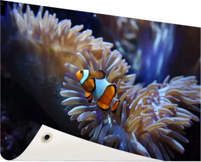 Produktbild von Gartenposter - 120x80 cm - Wunderschöner Clownfisch  - Modernes Wandbilder - Tierposter