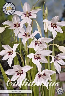 Artikelbild 2 von 'Abessinische Gladiole (10 Stück)' aus der Kategorie Gladiolenzwiebeln