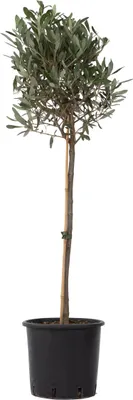 Produktbild von Oliva európska - Olea europaea - Výška 90-100cm - ⌀21cm