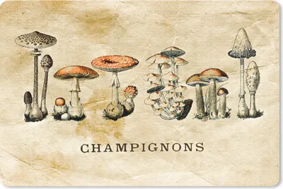 Produktbild von MuchoWow® Schreibtischunterlage Pilz - Herbst - Vintage 60x40 cm - XXL Mauspad - Großes Mauspad