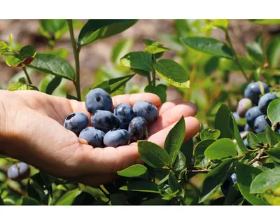 Obrázek produktu pro Borůvkavelká FloraSelfVaccinium corymbosum 'Chandler' 30-40 cm květináč 3 l