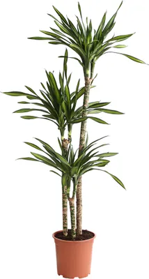 Produktbild von Dehner Drachenbaum Rikki, dreitriebig, ca. 140-150 cm, Ø Topf 24 cm, Zimmerpflanze