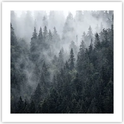 Produktbild von Poster - Poster ohne Rahmen - Wald Baum Natur - 50x50 cm - Wand Bild - Wanddeko - Wandbilder - Kunstposter - Wandposter - Bilder - Kunstdruck - Wanddekoration - Wandbild - P2XAC50x50-4074