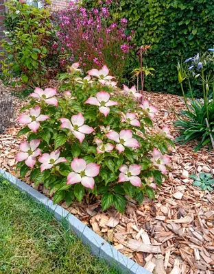Produktbild von Japanischer Blumenhartriegel Cornus Kousa Satomi 125 - 150 cm
