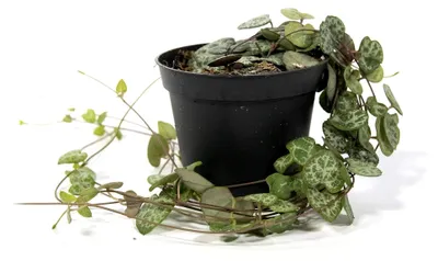 Produktbild von Ceropegia woodii, Zimmerpflanze im 8 cm Topf, hängend ca. 15 cm lang