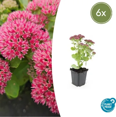 Zdjęcie produktu dla Fette Henne - Sedum telephium 'Herbstfreude' - latwa w pielegnacji bylina - doniczka 9 cm - zestaw 6 roslin
