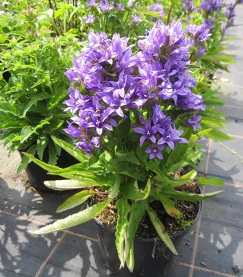 Produktbild von Knäuel-Glockenblume Acaulis - Campanula glomerata Acaulis
