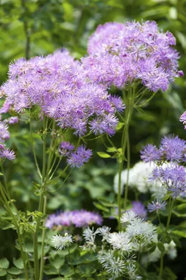 Produktbild von Thalictrum aquilegifolium, Akeleiblättrige Wiesenraute, ca. 9x9 cm Topf