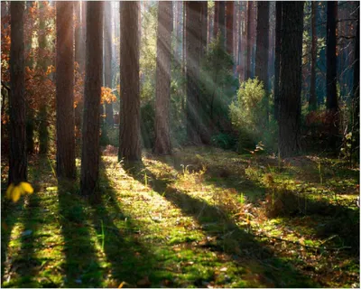 Produktbild von Wallario Poster - Sonnenstrahlen im Herbstwald, Kunstdruck Größe: 40 x 50 cm
