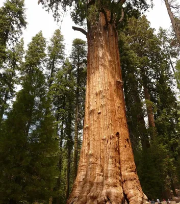 Produktbild von Mammutbaum (Sequoiadendron giganteum) - 20 Samen