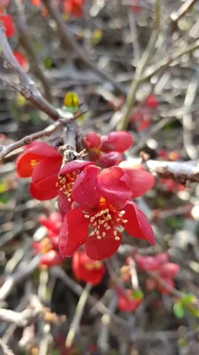 Image de Chaenomeles speciosa 'Rubra Grandiflora' / Cognassier du Japon rouge