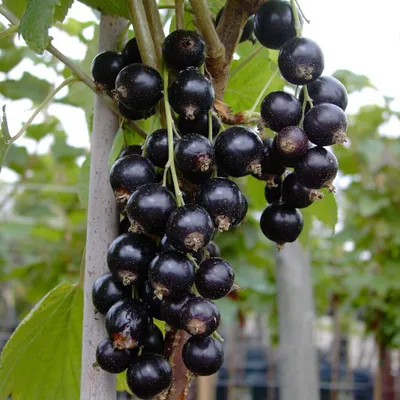 Produktbild von Säulenjohannisbeere Titania (S) schwarze Johannisbeere