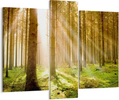 Produktbild von Bild auf Leinwand - Leinwandbild - Bäume Sonne Natur - 95x80cm - Wand Bild - Wanddeko - Wandbilder - Leinwanddruck - Bilder - Kunstdruck - Wanddekoration - Leinwand bilder - Wandkunst - CB95x80-0156