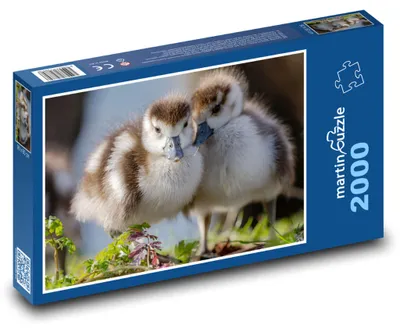 Zdjęcie produktu dla Puzzle 2000 Pisklęta gęsi nilowej - martinpuzzle