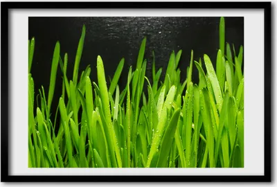 Produktbild von Bild 60x40 MDF-Rahmen, Wandkunst Gras