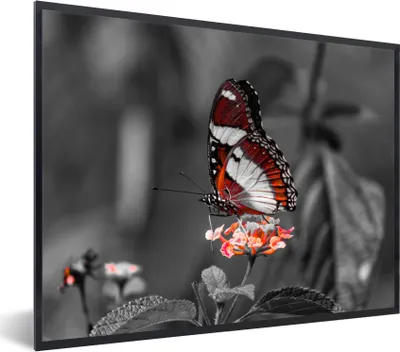 Produktbild von MuchoWow® Gerahmtes Poster Schmetterling - Tiere - Blumen - Schwarz und weiß - Orange 80x60 cm - Poster mit Schwarzem Bilderrahmen Wandposter Rahmen Foto Bilder - Schwarzem - Mit Gestell